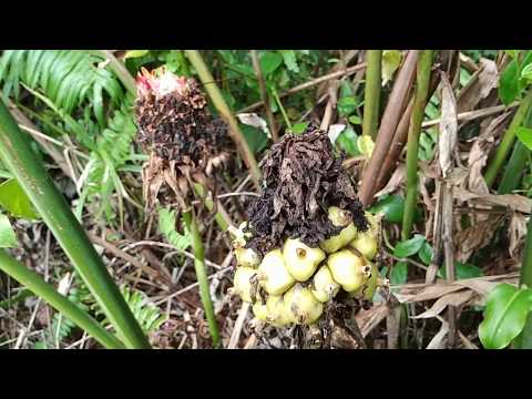 Foraging for torch ginger fruit (Etlingera elatior) in Kalimantan