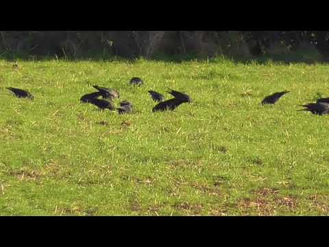 Flock of carrion crows (Corvus corone)