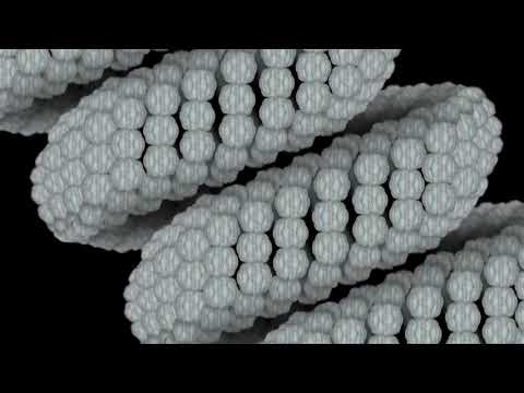 Estrutura de um cromossomo