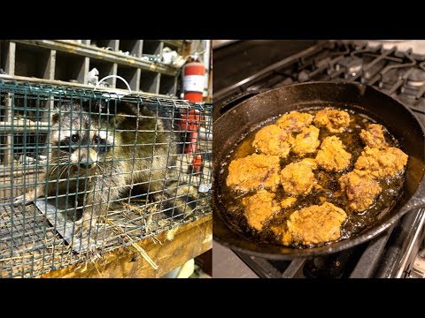 Raccoon CATCH CLEAN COOK!!! (Is It Good?)