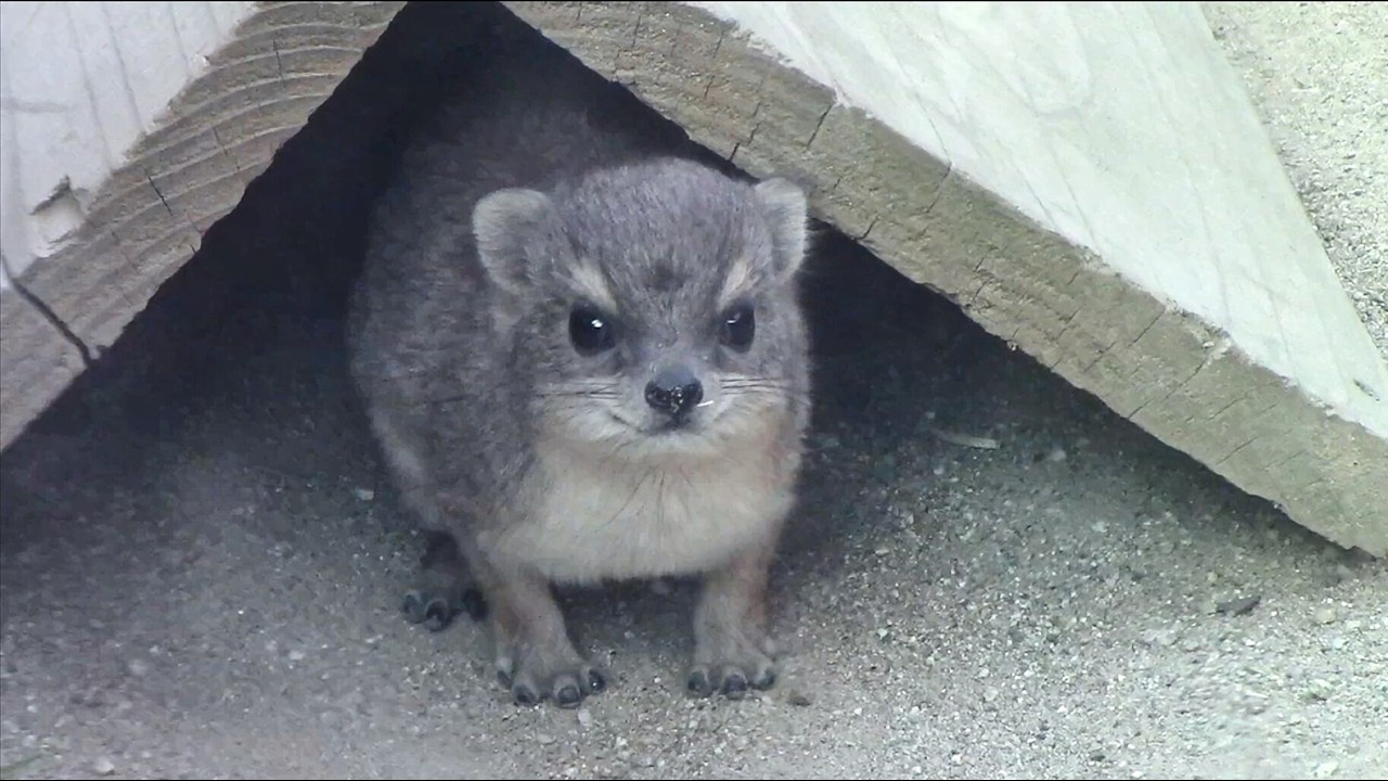 キボシイワハイラックスの赤ちゃん（埼玉県こども動物自然公園） Baby Bush Hyrax