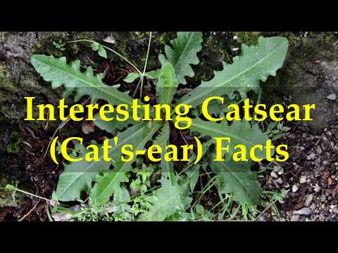 Interesting Catsear Cat's ear Facts