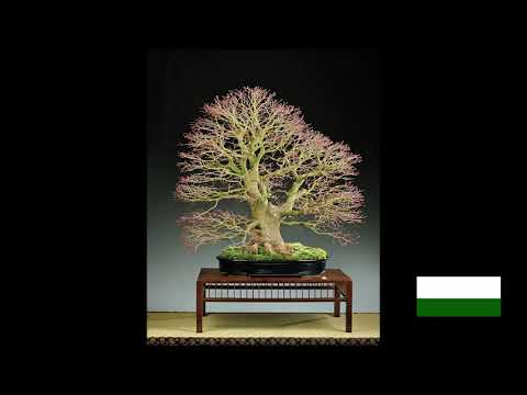 The Trophy 2021 - Tree evolution: Acer palmatum from Wilfried Nieswandt