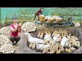 REWIND TIMELAPSE 266 Days Harvest A Lot Of Ducks Eggs Incubate Duck Eggs To Hatch Many Ducklings