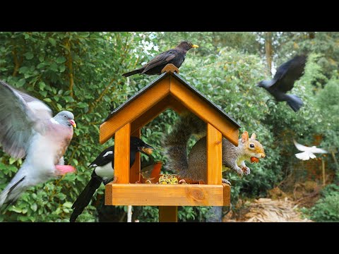 🔴 CAT TV 24/7 🕊️ Birds & Squirrels Banquet at the Birdhouse 🐿️ Bird videos for cats 4K HDR