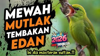 Download lagu Bikin lawan kena mental ‼️ MASTERAN BURUNG SULTAN FULL TEMBAKAN SUPER MEWAH  mp3