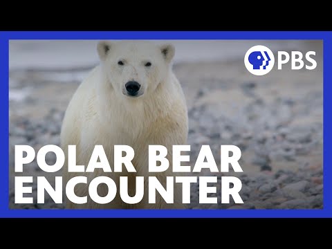 Expedition with Steve Backshall | When the Polar Bear Encounter Became Serious | PBS