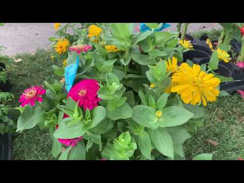 Flower plant Nursery tour/ Flower Nursery/ Farmers market Flower Plants