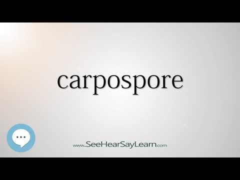 carpospore