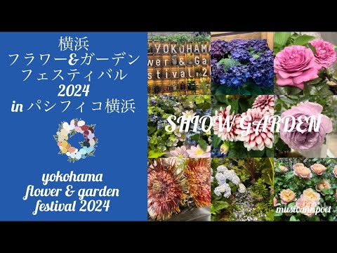 jardin-papillons-helychrisum