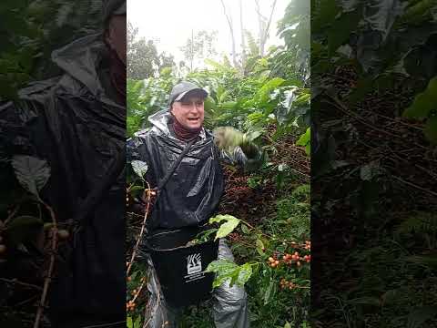 la marra en convención norte de Santander #café #antioquiacolombia #turismo