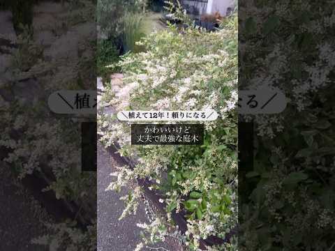 ポットに忍び寄るセアノサス セアノサス・パリダス マリー・サイモン