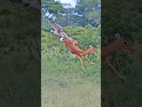 Leopard Makes Incredible Leap to Catch Impala
