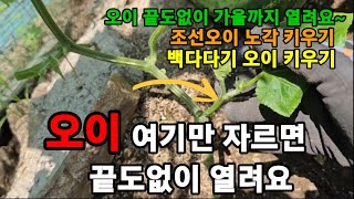 오이 ! 이거를 해주면 가을까지 끝도없이 계속 열려요! #오이재배 #오이키우기 #오이곁순제거 #오이거름주는법…