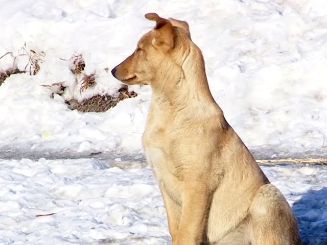 На войне все средства хороши?