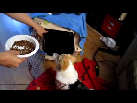 Sophie has her dinner