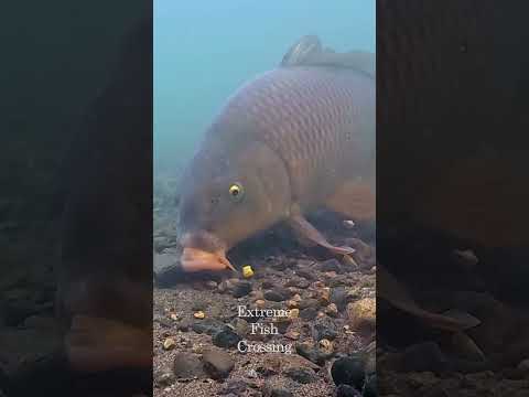 Carp Fishing with Fake Corn