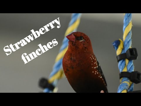 Strawberry 🍓 finches in breeding colour in large planted aviary.