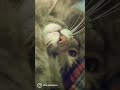 Grey Tabby Cat Feeling Safe Shorts