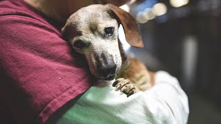 After Being Rescued, A Blind Dog On Death Row Covers Her Rescuers' Faces In Hugs And Kisses