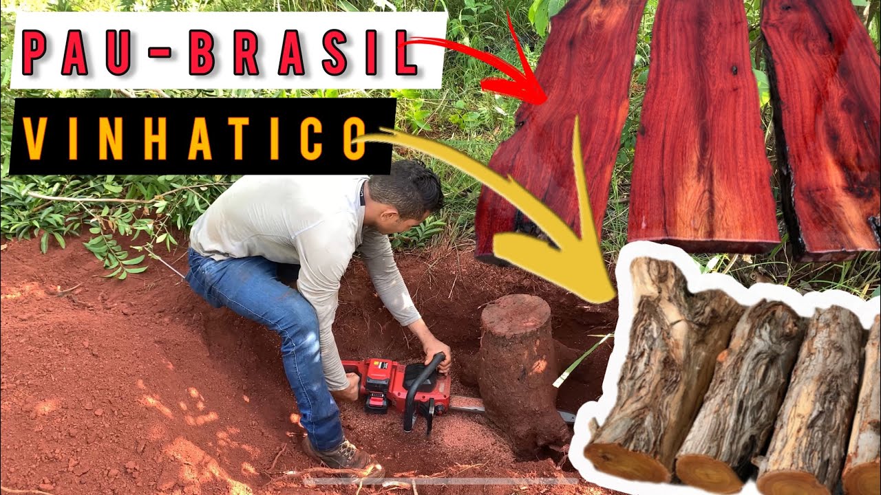 Serrando Pau-Brasil com Motosserra!