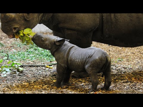 Verzorgersvlog ZWARTE NEUSHOORNTJE 1 week oud - Diergaarde Blijdorp Rotterdam