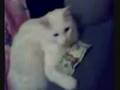 Thats My Cheddar Wmv