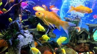 Water sounds for sleep // Aquarium asmr sounds