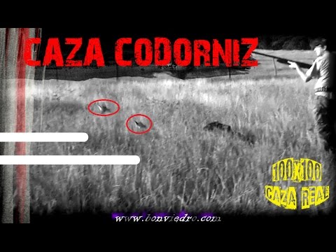 CAZA de CODORNICES con Kai #1 | QUAIL HUNTING | HD