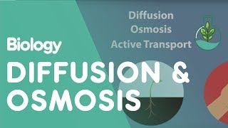 Transport in Cells: Diffusion and Osmosis | Cells | Biology | FuseSchool Transport in Cells: Diffusion and Osmosis | Cells | Biology | FuseSchool