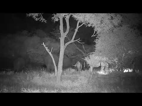 Djuma: Elephants scattered about - 19:44 - 03/09/2022