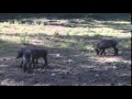 Detroit Zoo Warthog Piglets