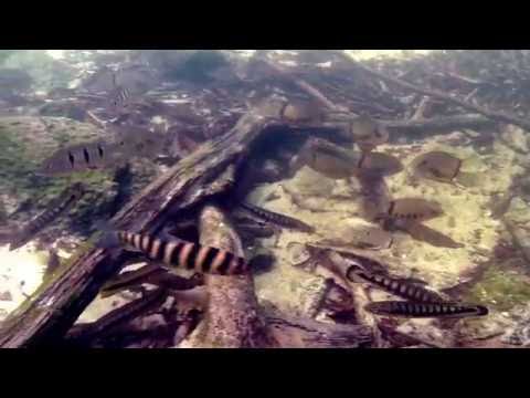 Ciclidi nella parte inferiore del Rio Negro