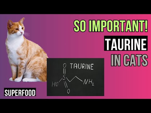 Taurine  for cats - The Essential Amino Acid!