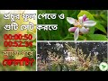 Which 2 NPKs Are Needed For More Flowers And Fruits In Mango And Lemon Trees Boost Mango Lemon
