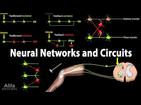 Overview of the Nervous System Animation