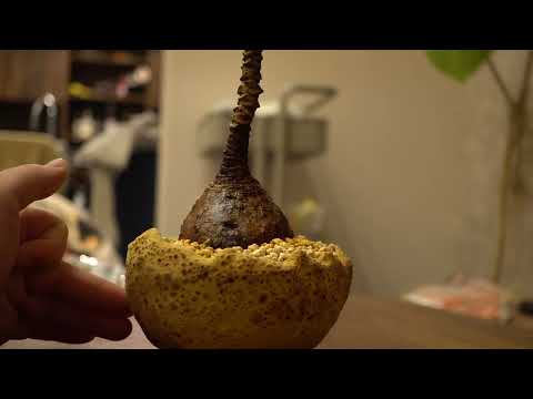 奇跡の花、ミラビリス 植物