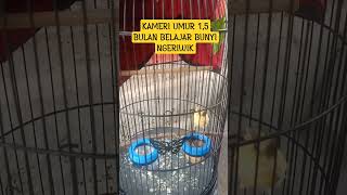 Download lagu Kenari umur 1,5 bulan Belajar Bunyi masih ngeriwik mp3