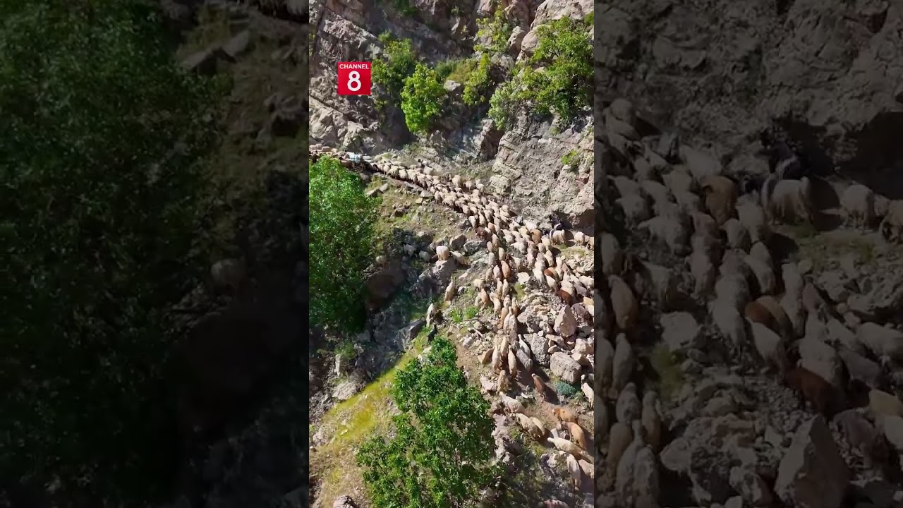 ڤیدیۆ | بەناو سرووشتە جوانەکەی کوردستاندا ڕەوەندەکان گەرمیان و کوێستان دەکەن