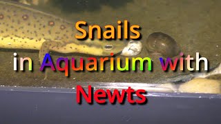 Snails in Aquarium with Newts