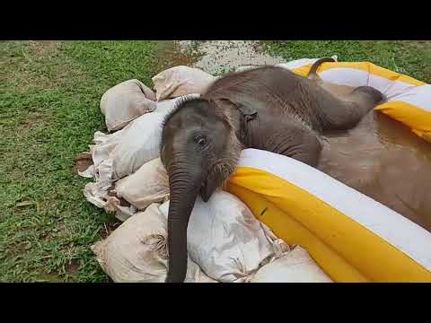 Pyi Mai and her new pool - EleFlix