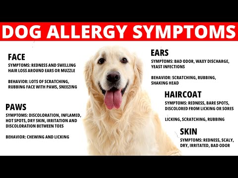 Dog Allergies Symptoms | How to Treat Dog Allergies