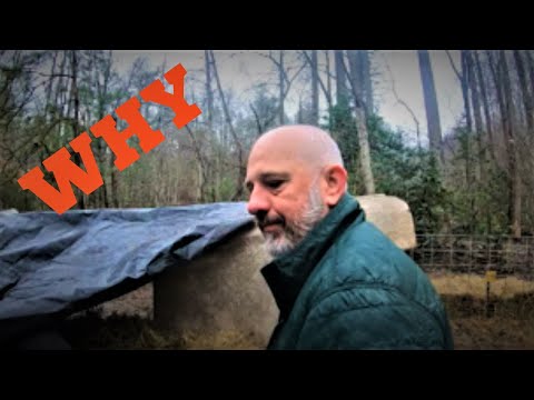 Why are all piglets dying on my farm