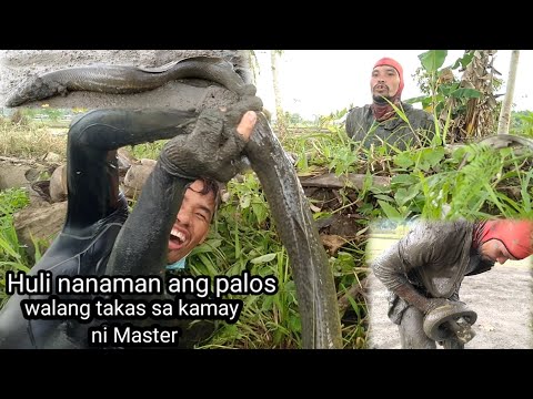 Nakahuli ng Palos o Igat!! #PanghuhuliatPangangapa - Part1