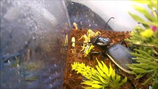 Predatory Beetle & Cockroach Share Locust