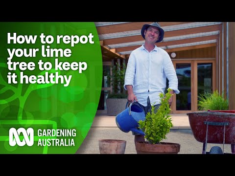 How and when to repot lime | CITRUS | Gardening Australia