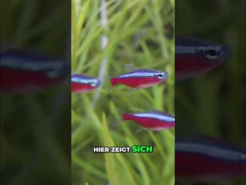 Ist der Rote Neon ein Schwarmfisch? | Paracheirodon axelrodi | GarnelenTv