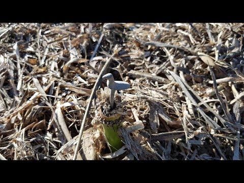 Der Bayern Sondler Teil 74 - Sondel-Spezial #31 mit Günter und VIELEN HAMMER FUNDEN!!!