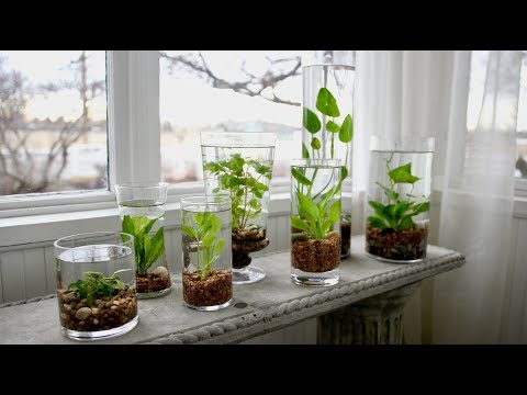 download lagu mp3 mp4 Indoor Water Garden, download lagu Indoor Water Garden gratis, unduh video klip Indoor Water Garden
