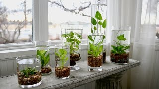 How to Make an Indoor Water Garden! 🌿💦 // Garden Answer
